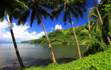 Картинка природа тропики курорт