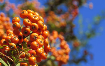 Картинка природа Ягоды +рябина ягоды