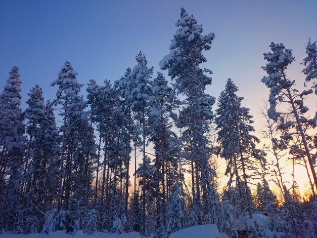 Обои картинки фото природа, зима, снег