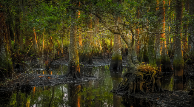 Обои картинки фото природа, лес, деревья