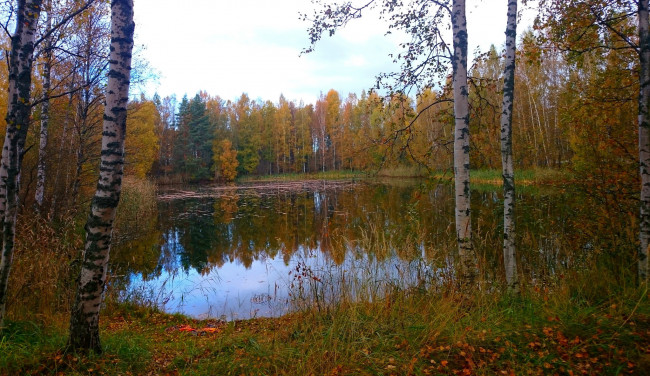 Обои картинки фото природа, реки, озера, лес, река