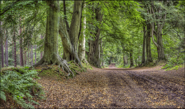 Обои картинки фото природа, дороги, тракт