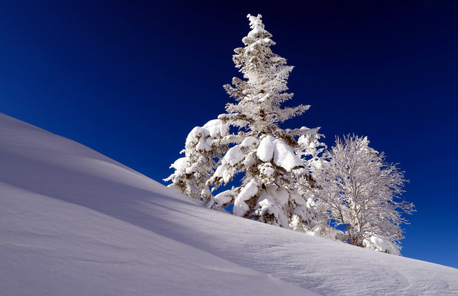 Обои картинки фото природа, зима, снег, деревья