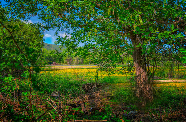 Обои картинки фото природа, лес, деревья