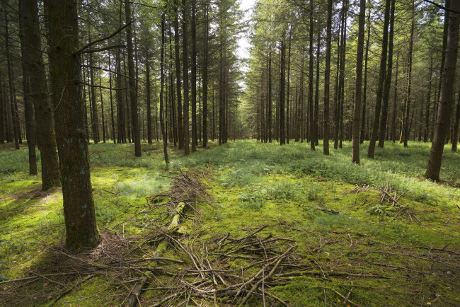 Обои картинки фото природа, лес, деревья