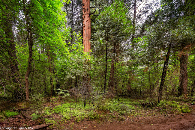 Обои картинки фото природа, лес, деревья