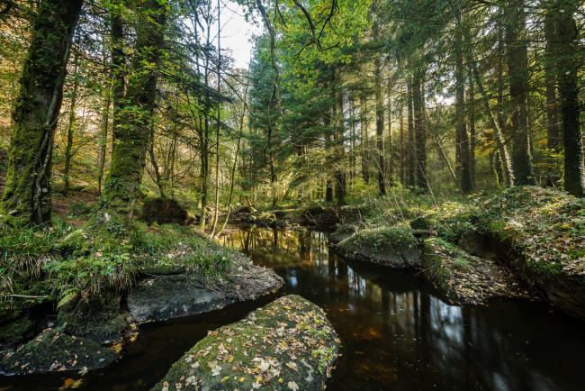 Обои картинки фото природа, реки, озера, лес, река