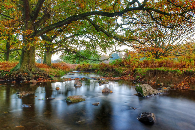 Обои картинки фото природа, реки, озера, лес, река