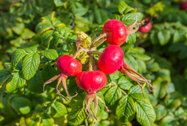 Обои картинки фото природа, плоды, шиповник