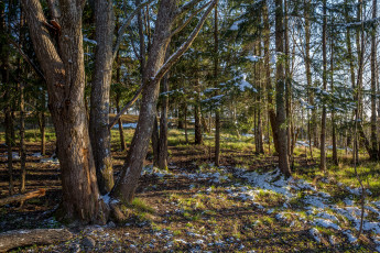 Картинка природа лес простор