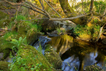 Картинка природа лес простор