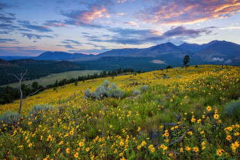 Картинка природа луга простор