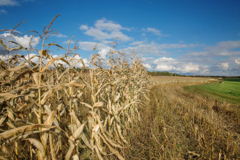 Картинка природа поля простор