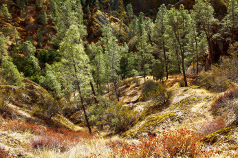 Картинка природа лес простор