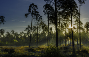 Картинка природа лес простор