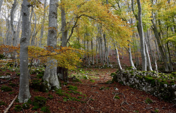 Картинка природа лес простор