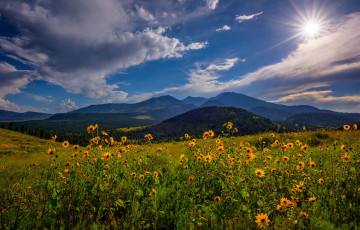 Картинка природа луга простор