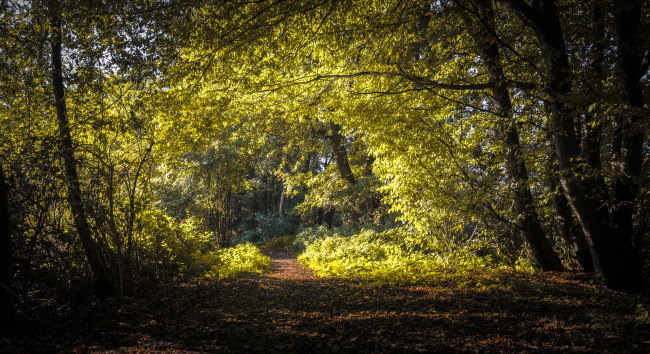 Обои картинки фото природа, лес, простор