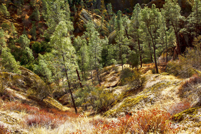 Обои картинки фото природа, лес, простор