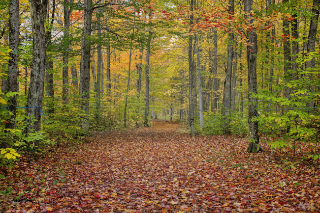 Обои картинки фото природа, лес, простор