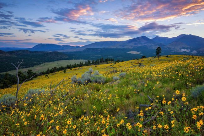 Обои картинки фото природа, луга, простор