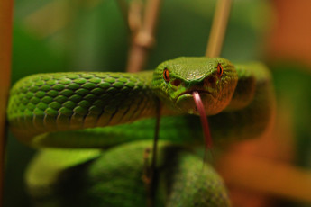 Картинка животные змеи +питоны +кобры змейка