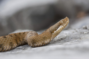 Картинка животные змеи +питоны +кобры змейка