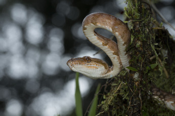 Картинка животные змеи +питоны +кобры змейка