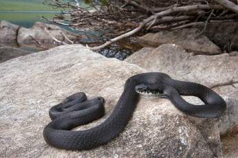 Картинка животные змеи +питоны +кобры змейка