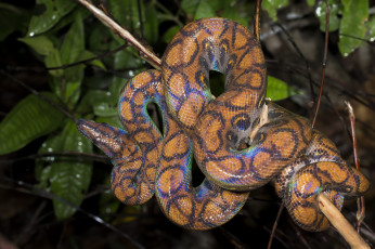 Картинка животные змеи +питоны +кобры змейка