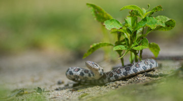 Картинка животные змеи +питоны +кобры змейка