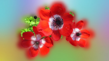 Картинка разное компьютерный+дизайн цветы фон лепестки