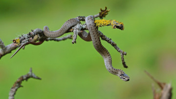 Картинка животные змеи +питоны +кобры змейка