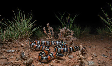 Картинка животные змеи +питоны +кобры змейка