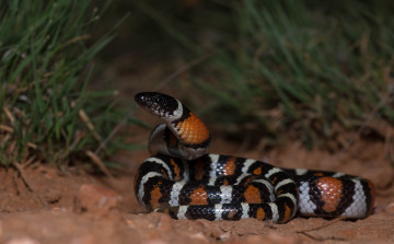 Картинка животные змеи +питоны +кобры змейка