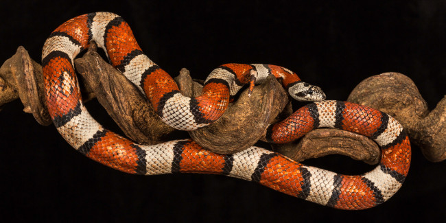 Обои картинки фото животные, змеи,  питоны,  кобры, змейка