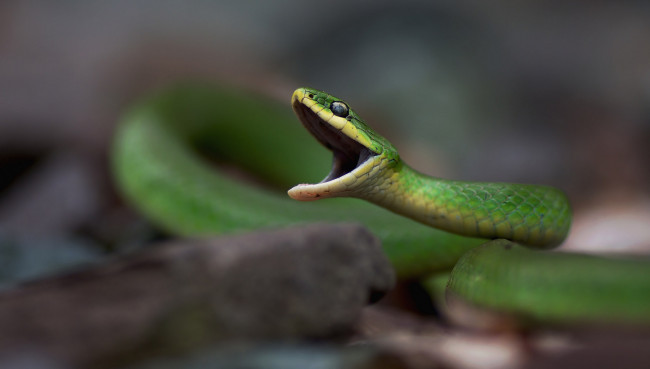 Обои картинки фото животные, змеи,  питоны,  кобры, змейка
