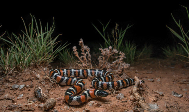 Обои картинки фото животные, змеи,  питоны,  кобры, змейка