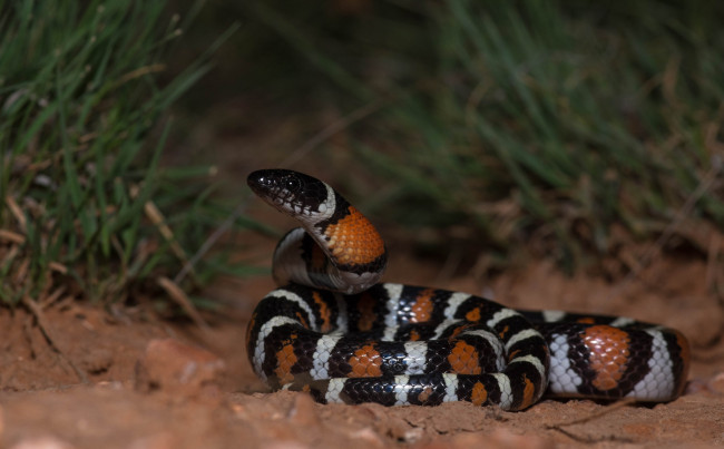 Обои картинки фото животные, змеи,  питоны,  кобры, змейка