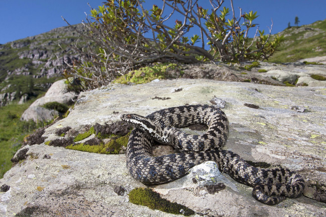 Обои картинки фото животные, змеи,  питоны,  кобры, змейка