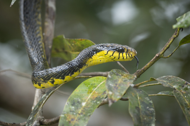 Обои картинки фото животные, змеи,  питоны,  кобры, змейка