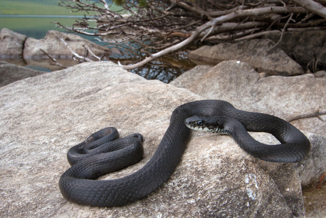 Обои картинки фото животные, змеи,  питоны,  кобры, змейка