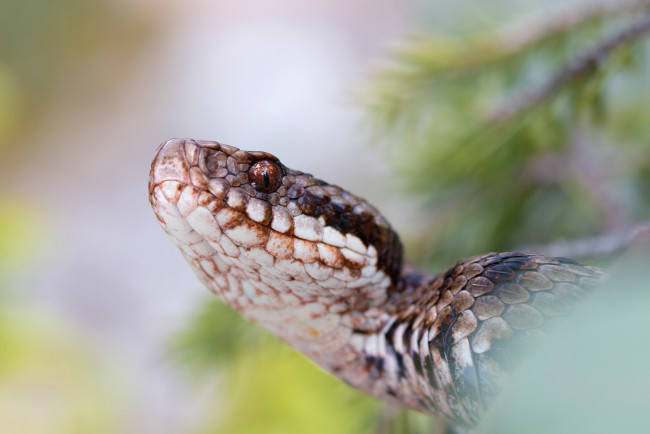 Обои картинки фото животные, змеи,  питоны,  кобры, змейка