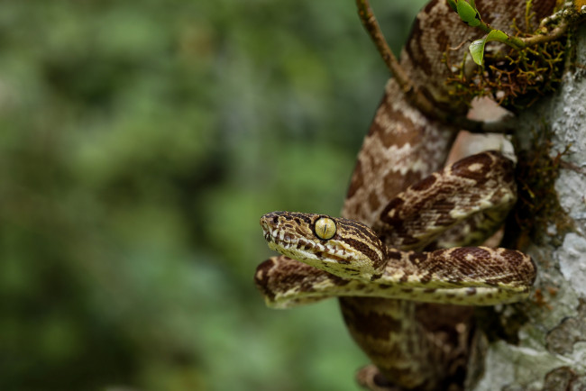 Обои картинки фото животные, змеи,  питоны,  кобры, змейка