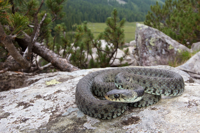 Обои картинки фото животные, змеи,  питоны,  кобры, змейка