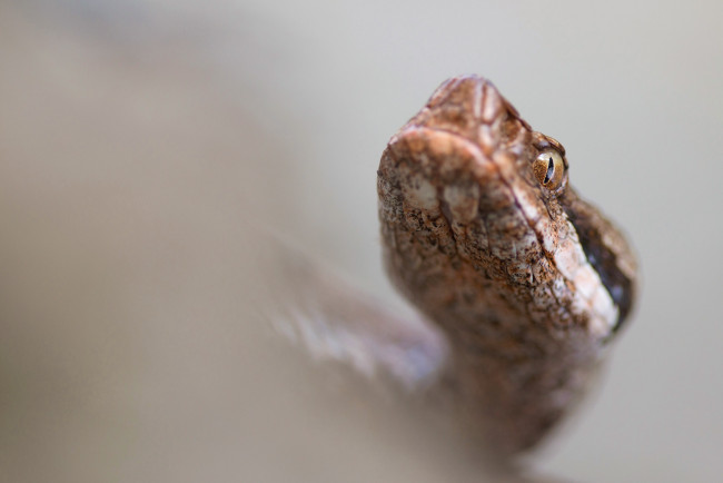 Обои картинки фото животные, змеи,  питоны,  кобры, змейка