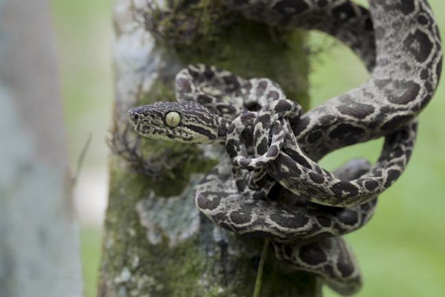 Обои картинки фото животные, змеи,  питоны,  кобры, змейка