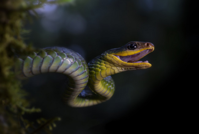 Обои картинки фото животные, змеи,  питоны,  кобры, змейка