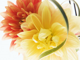 Картинка цветы георгины оранжевая желтая