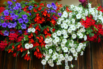Картинка цветы разные+вместе герань петуния